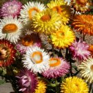 Tall Strawflower Seeds Helichrysum Bracteatum B118