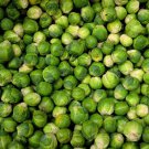 Long Island Improved Brussel Sprouts 500 Seeds 2 Grams