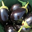Black Beauty Eggplant Seeds Solanum Melongena B35