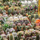 Cactus Garden Seed Mix B318