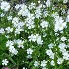 Baby'S Breath Flower Seeds Gypsophila Paniculata B62