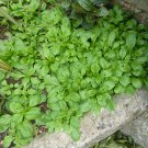 Corn Salad Seeds Valerianella Locusta B313