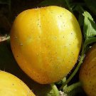 Lemon Cucumber Seeds Cucumis Sativus B31