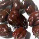 Chocolate Habanero Pepper Seeds Capsicum Chinense B341