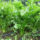 Utah 5270 Tall Celery Seeds Apium Graveolens B26