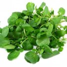 True Watercress Seeds Nasturtium Officinale B345