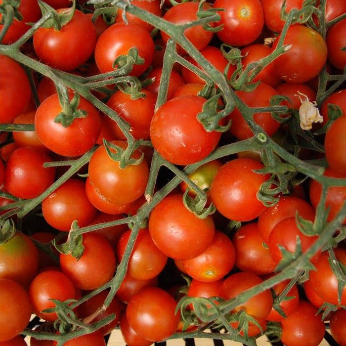 Large Red Cherry Tomato Seeds Solanum Lycopersicum Var. Cerasiforme B96