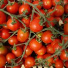 Large Red Cherry Tomato Seeds Solanum Lycopersicum Var. Cerasiforme B96