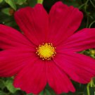 Dazzler Cosmos Seeds Cosmos Bipinnatus B255