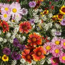 Bird Butterfly & Bee Wildflower Seed Mix St12