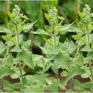 Catnip 700 Seeds 1/2 Gram B3