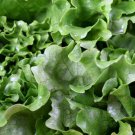 Black Seeded Simpson Lettuce 500 Seeds 1/2 Gram B45