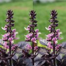 Dark Opal Purple Basil Seeds Ocimum Basilicum B285