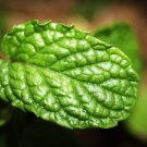 Peppermint Seeds Mentha Piperita B321