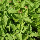 Lemon Balm Seeds Melissa Officinalis B314