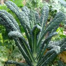 Lacinato Kale Seeds Brassica Oleracea Var. Palmifolia B291