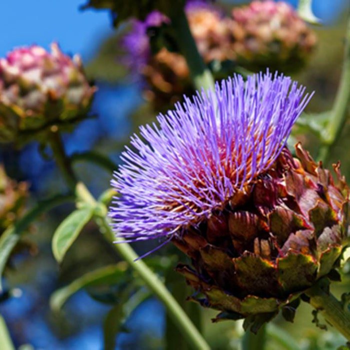 Purple Romagna Artichoke Seeds Cynara Scolymus B7