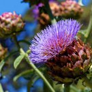 Purple Romagna Artichoke Seeds Cynara Scolymus B7