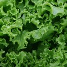 Green Ice Lettuce 500 Seeds 1/2 Gram B296