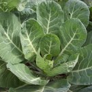 Vates Collards 200 Seeds 1/2 Gram C7