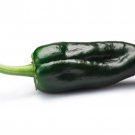 Ancho Poblano Pepper 30 Seeds 1/4 Gram B60