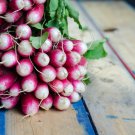 French Breakfast Radish Seeds Raphanus Sativus B78