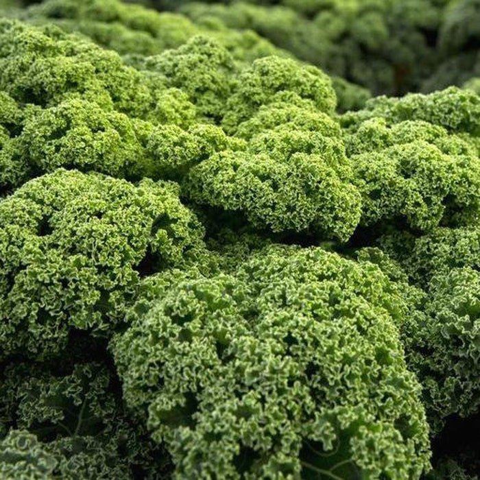 Dwarf Blue Cur Scotch Kale Seeds Brassica Oleracea Var. Sabellica B290