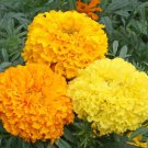 African Crackerjack Marigold Seeds Tagetes Erecta B244