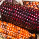 Corn Wampum Ornamental Native Corn Seeds Zea Mays M6