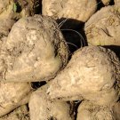 Sugar Beet Seeds Beta Vulgaris C16