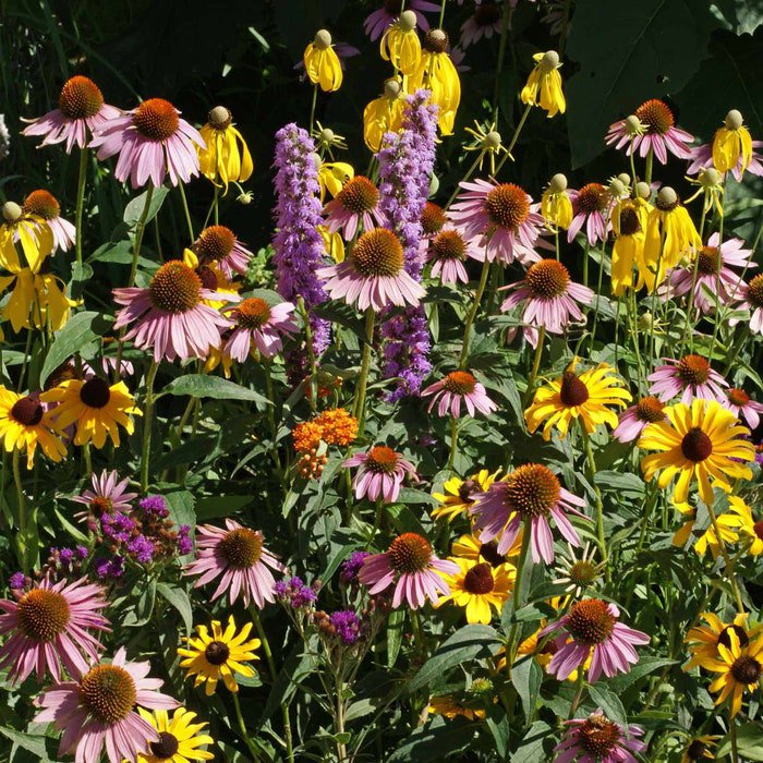 Midwest Wildflower Seed Mix St2