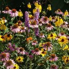 Midwest Wildflower Seed Mix St2