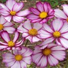 Cosmos Picotee 125 Seeds 1 Gram B89