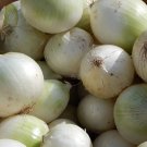 Sweet White Spanish Onion Seeds Allium Cepa B106