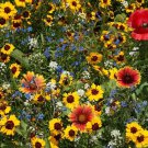 Late Blooming Wildflower Seed Mix St14