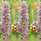 Anise Hyssop Seeds Agastache Foeniculum B42