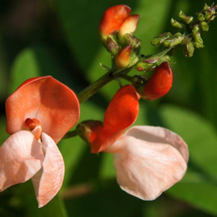 Scarlet Runner Pole Bean Seeds Phaseolus Coccineus C15