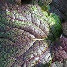 Giant Red Mustard Seeds Brassica Juncea B199