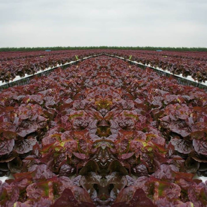 Ruby Red Leaf Lettuce Seeds Lactuca Sativa B191