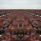 Ruby Red Leaf Lettuce Seeds Lactuca Sativa B191