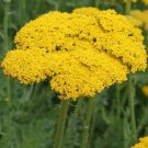 Gold Yarrow Seeds Achillea Filipendulina B103