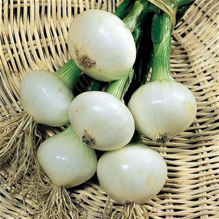 Crystal White Wax Onion Seeds Allium Cepa B233