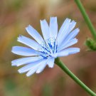 Chicory Seeds Cichorium Intybus B207