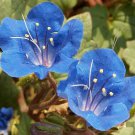 California Bluebell Wildflower Seeds Phacelia Campanularia B305