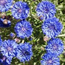 Dwarf Blue Bachelor Button Seeds Centaurea Cyanus B121