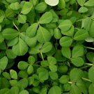 Fenugreek Seeds Trigonella Foenumgraecum B129