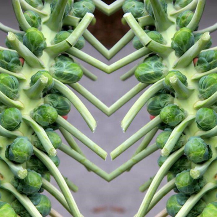 Catskill Brussels Sprouts Seeds Brassica Oleracea Var. Gemmifera B18