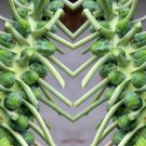 Catskill Brussels Sprouts Seeds Brassica Oleracea Var. Gemmifera B18