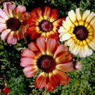 Tricolor Painted Daisy 100 Seeds 1/4 Gram B11