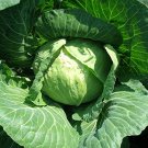 Golden Acre Cabbage Seeds Brassica Olearacea Var. Capitata B161